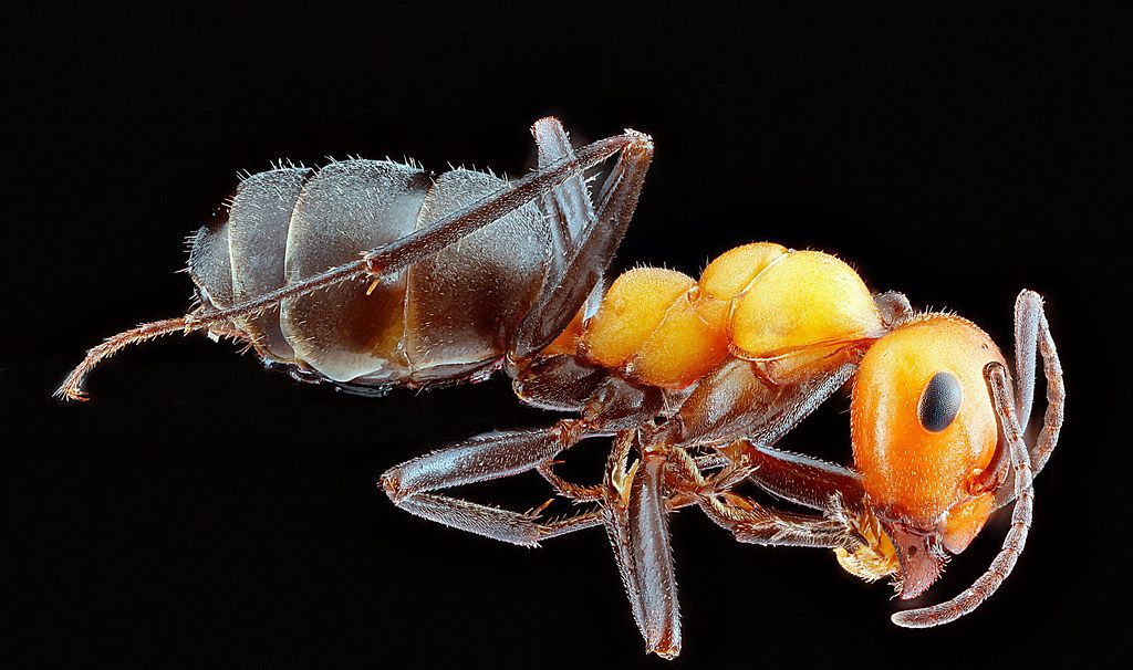 Ant Control service in Philadelphia, PA