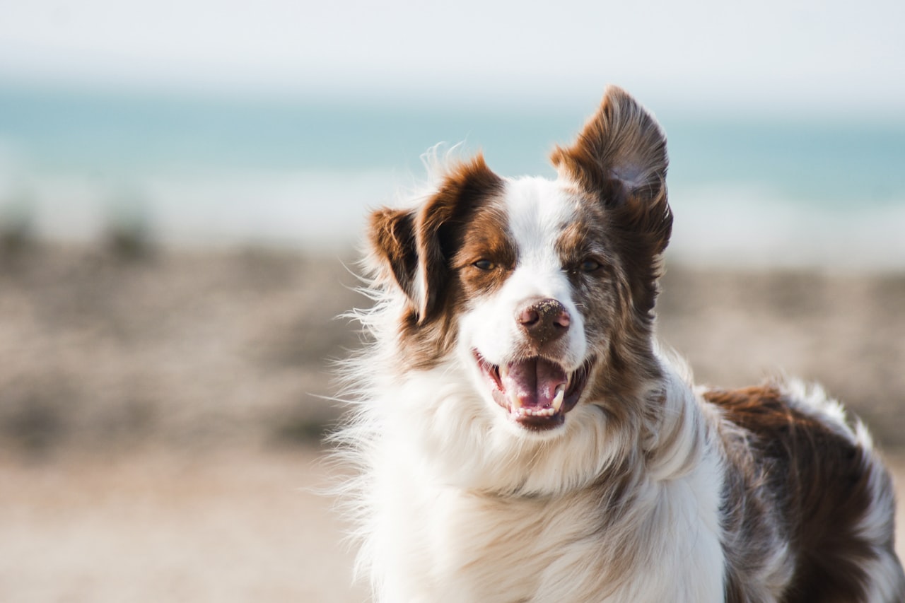 Flea & Tick Control service in Philadelphia, PA