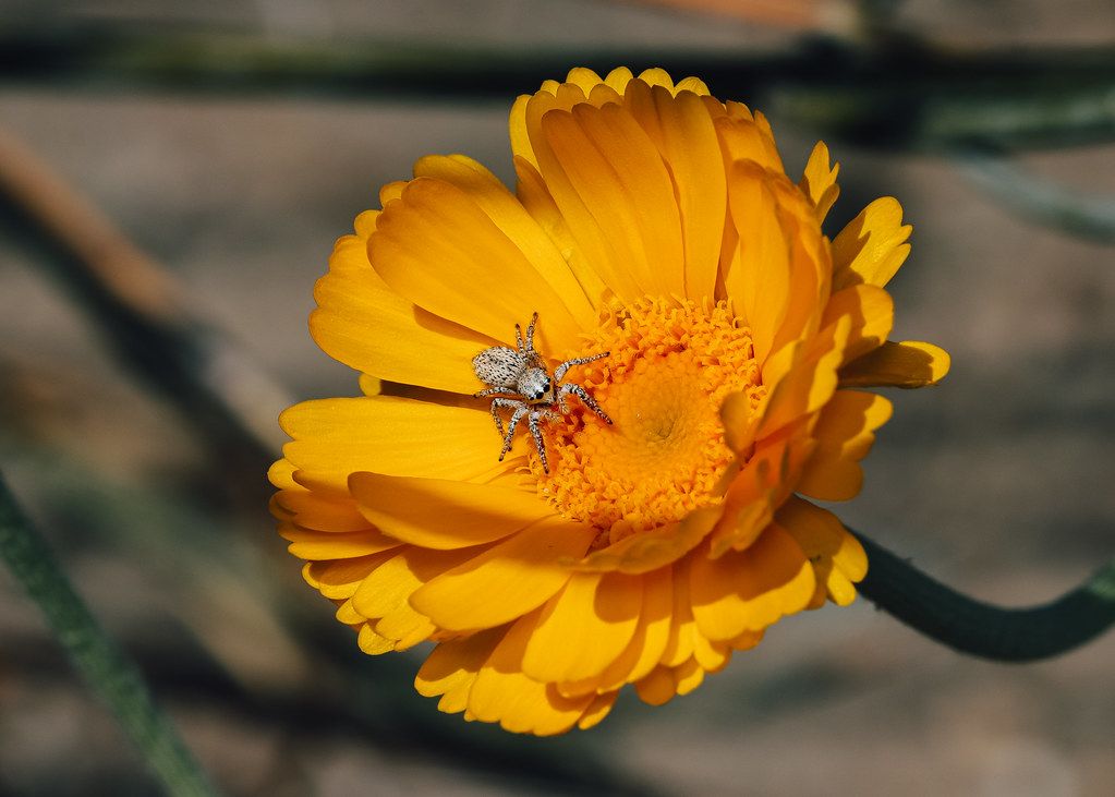 Spider Control service in Philadelphia, PA